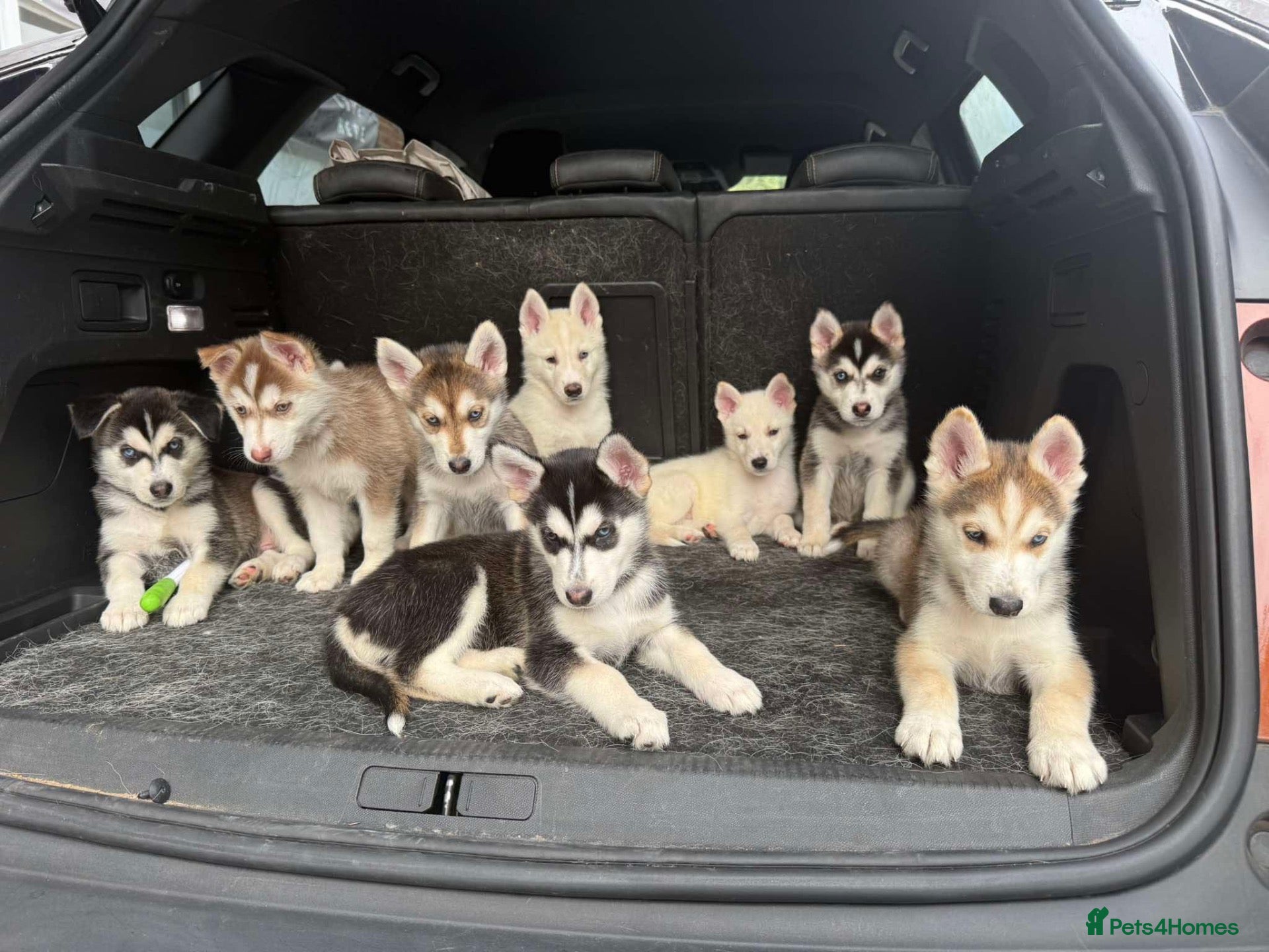 Mixed Breed dogs Husky Hybrid Puppies (Utonagans)  - Advert 1
