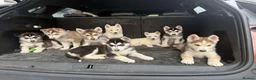 Mixed Breed dogs for sale: Husky Hybrid Puppies (Utonagans)  - Advert 1