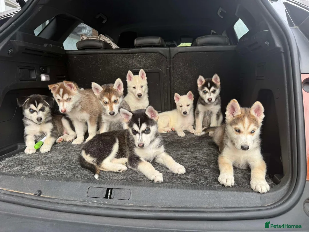 Mixed Breed dogs for sale: Husky Hybrid Puppies (Utonagans)  - Advert 1