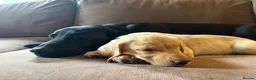Labrador Retriever dogs for sale: Labrador Bitch Puppy  in Newcastle upon Tyne - Advert 6