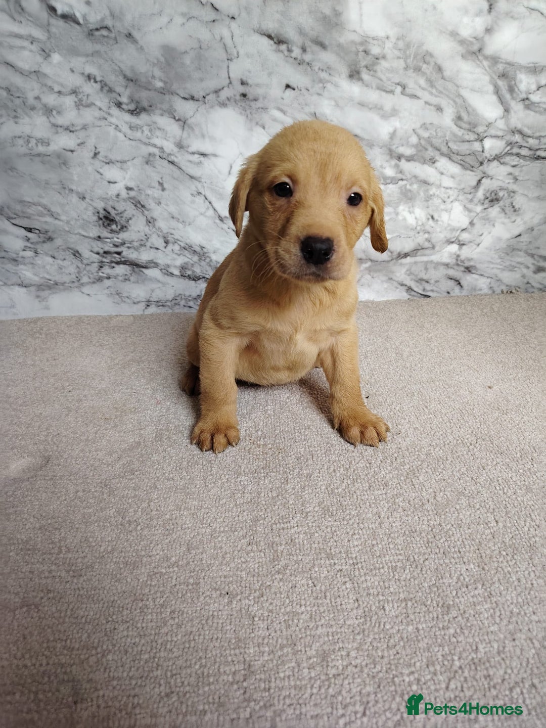 Labrador Retriever dogs for sale: Labrador puppies  - Advert 1