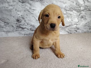 Labrador Retriever dogs Labrador puppies - Advert 1