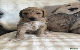 Goldendoodle dogs for sale: Goldendoodle Double Doodle pups for sale - Image 13