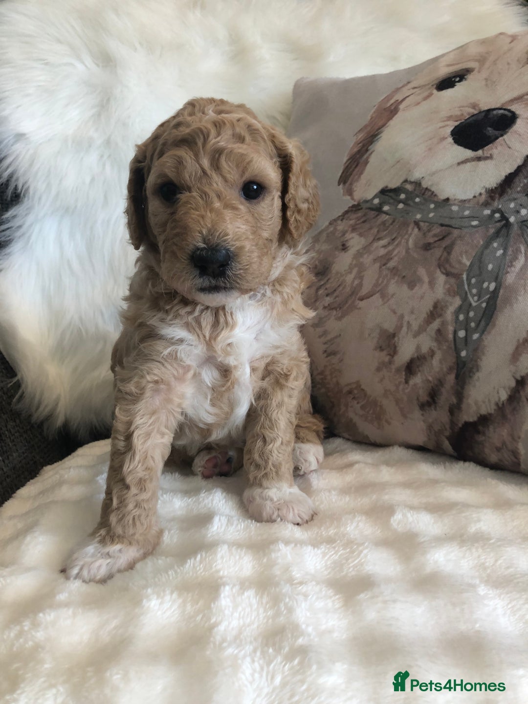 Goldendoodle dogs for sale: Goldendoodle Double Doodle pups for sale - Image 13
