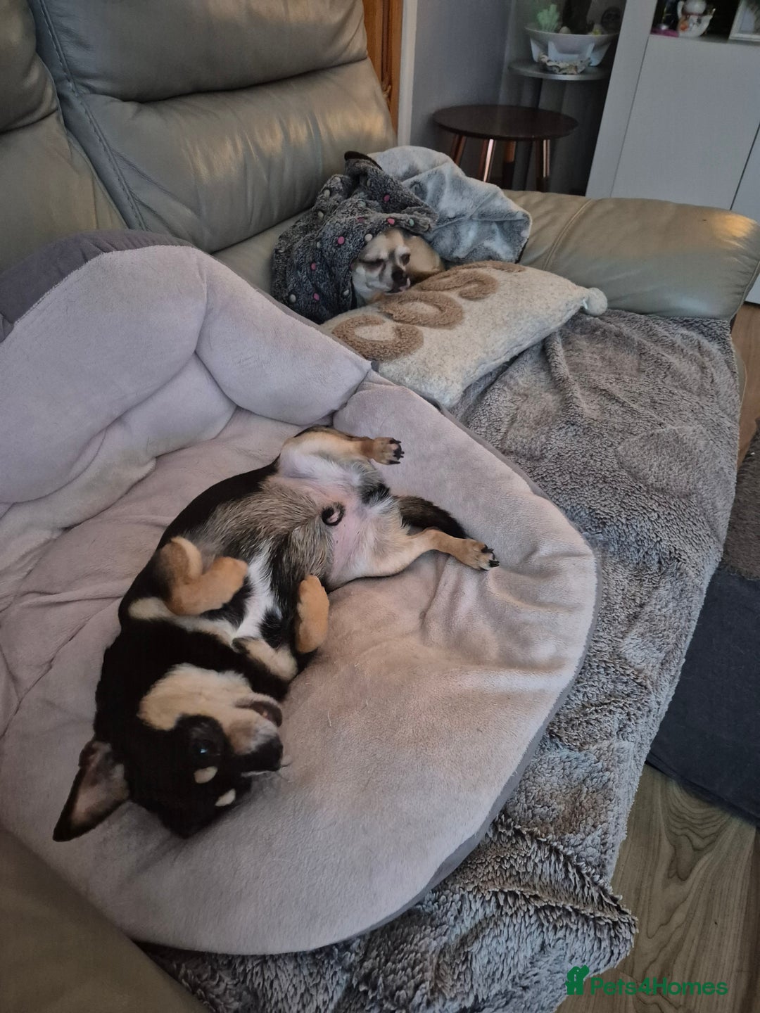 Chihuahua dogs for sale: Chihuahua Male aged 6 years - Advert 2