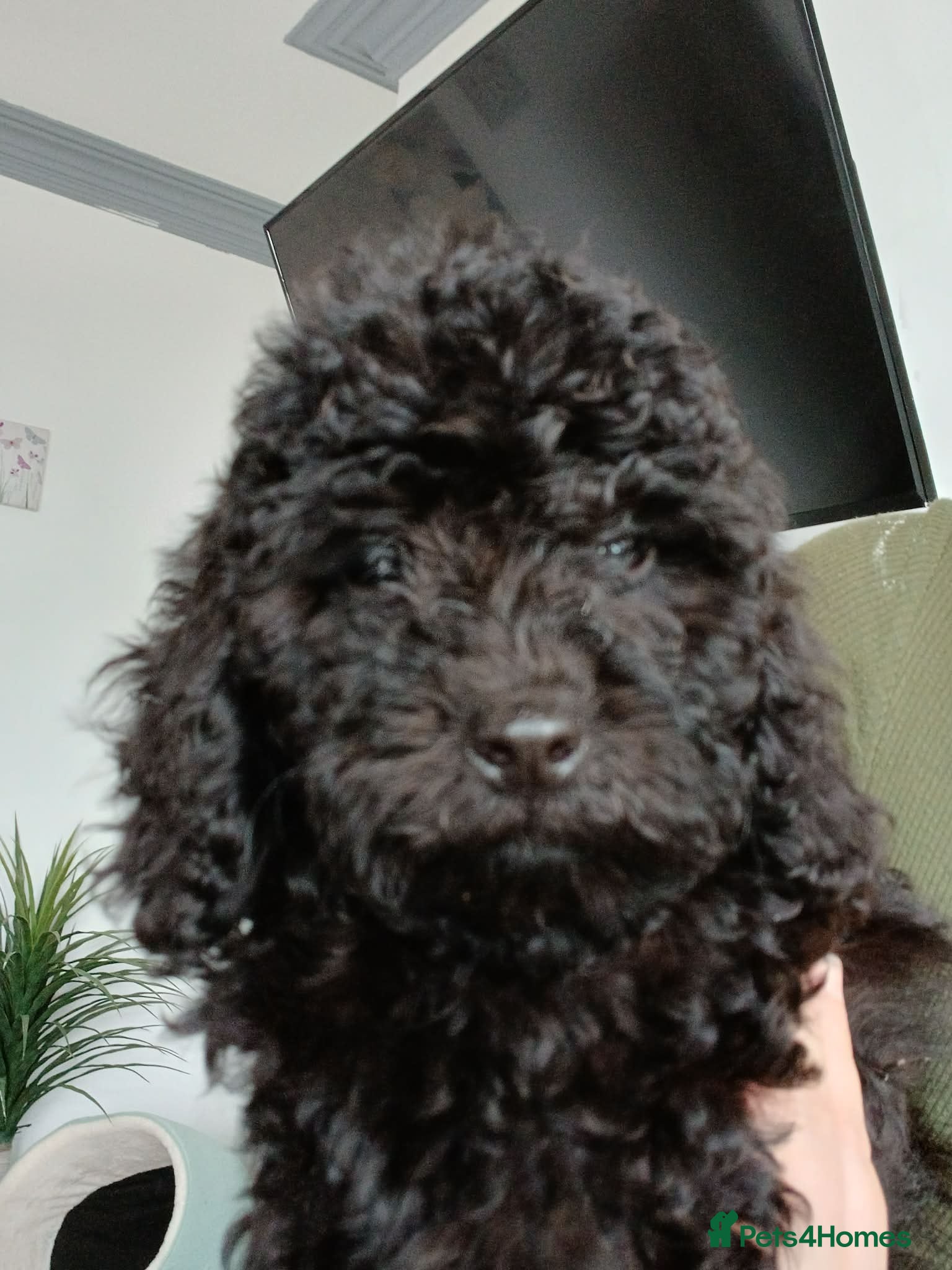 Cavapoo dogs Gorgeous puppies  - Advert 1