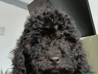 Cavapoo dogs Gorgeous puppies - Advert 4