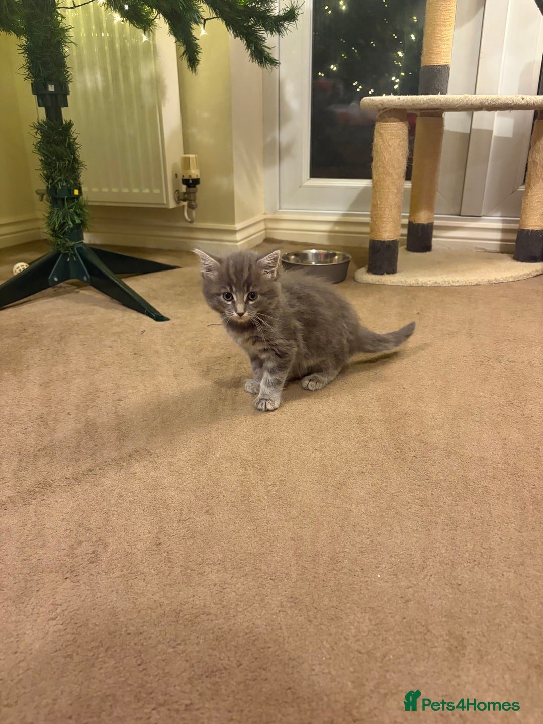 Maine Coon cats for sale: MAINE COON X’S, READY 29TH DECEMBER  - Advert 7