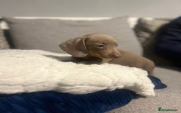 Miniature Dachshund dogs for sale: Isabella & Tan Mini Dachshund puppies 🤎 - Advert 10