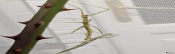 Stick Insects invertebrates for sale: Indian Stick Insects  - Advert 2