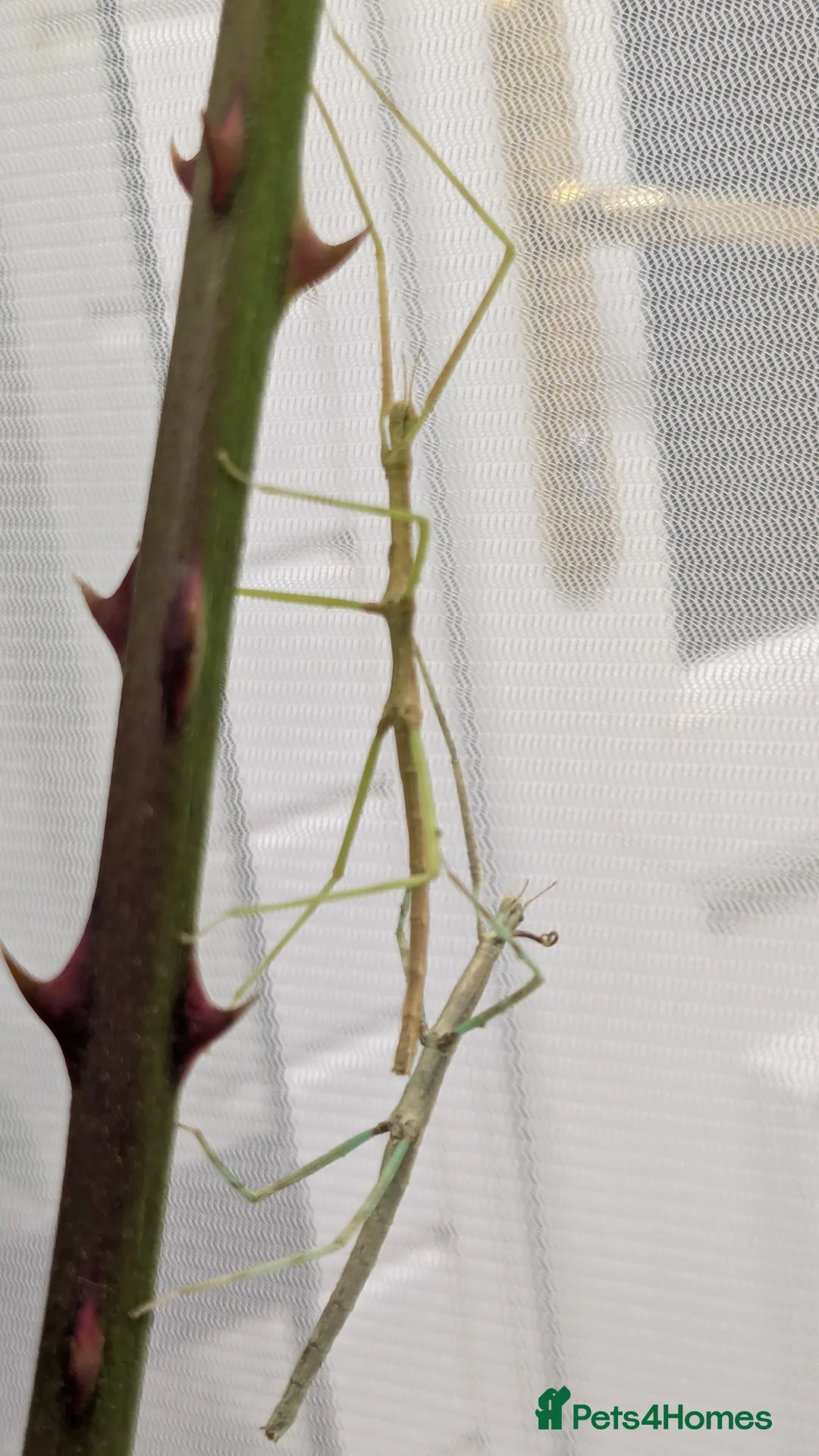 Stick Insects invertebrates for sale: Indian Stick Insects  - Advert 2