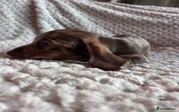 Miniature Dachshund dogs for sale: 3 gorgeous miniature dachshund girls  - Advert 15