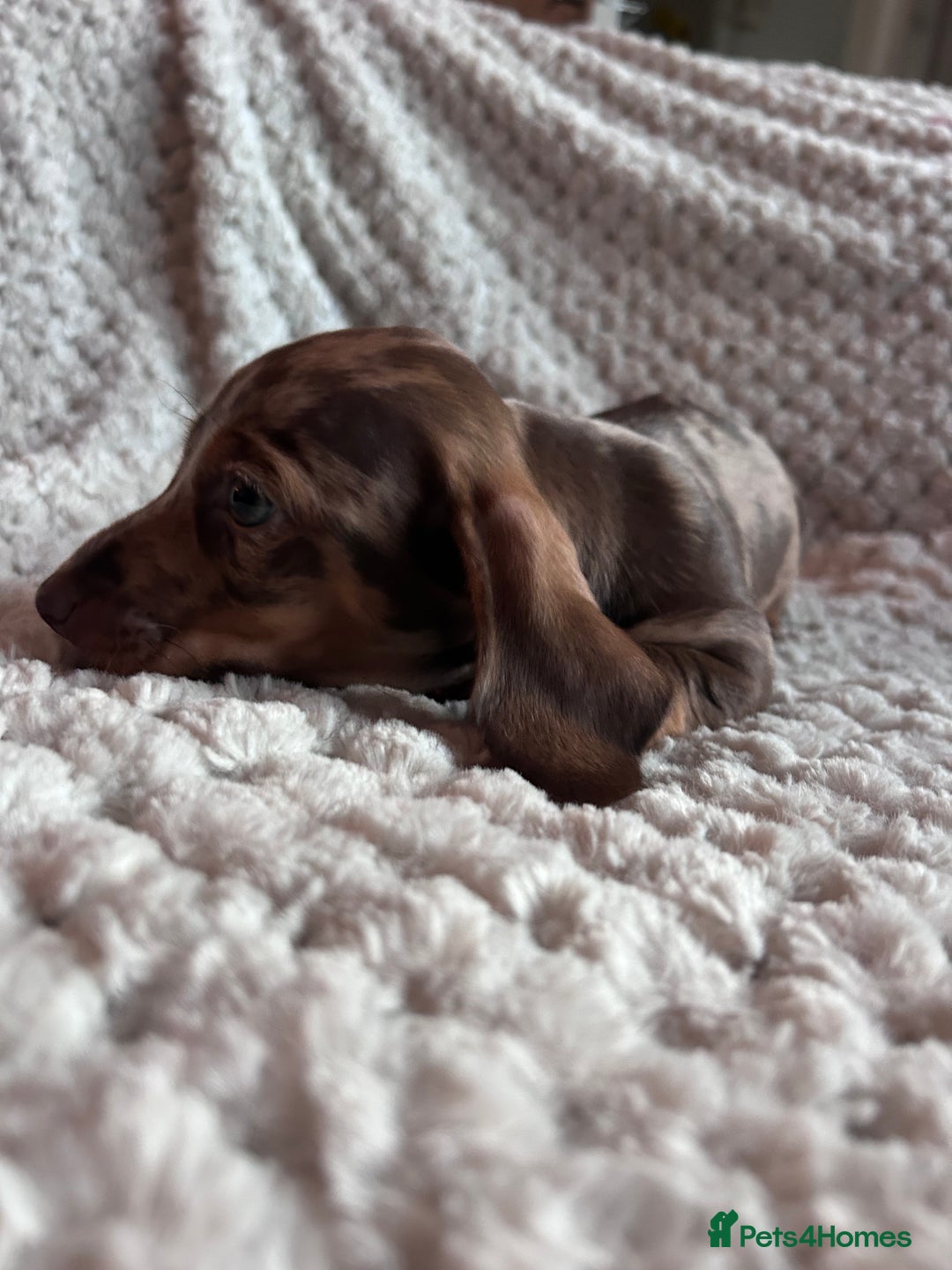 Miniature Dachshund dogs for sale: 3 gorgeous miniature dachshund girls  - Advert 15