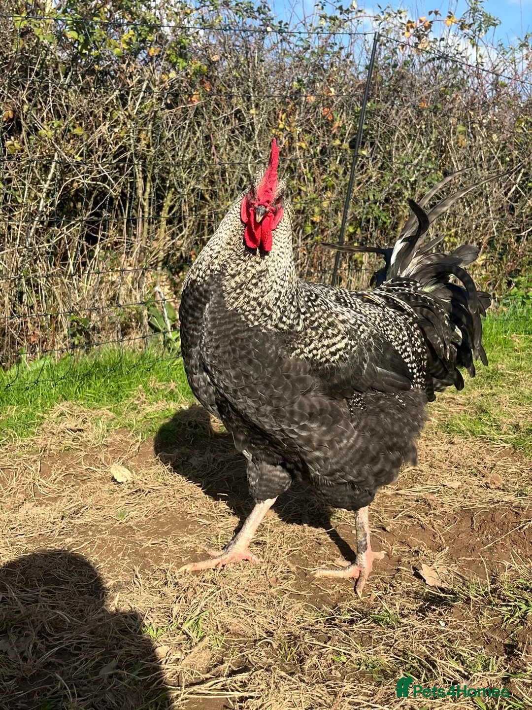 Chickens poultry for sale: Plymouth Rock x cockerels in Honiton - Advert 1