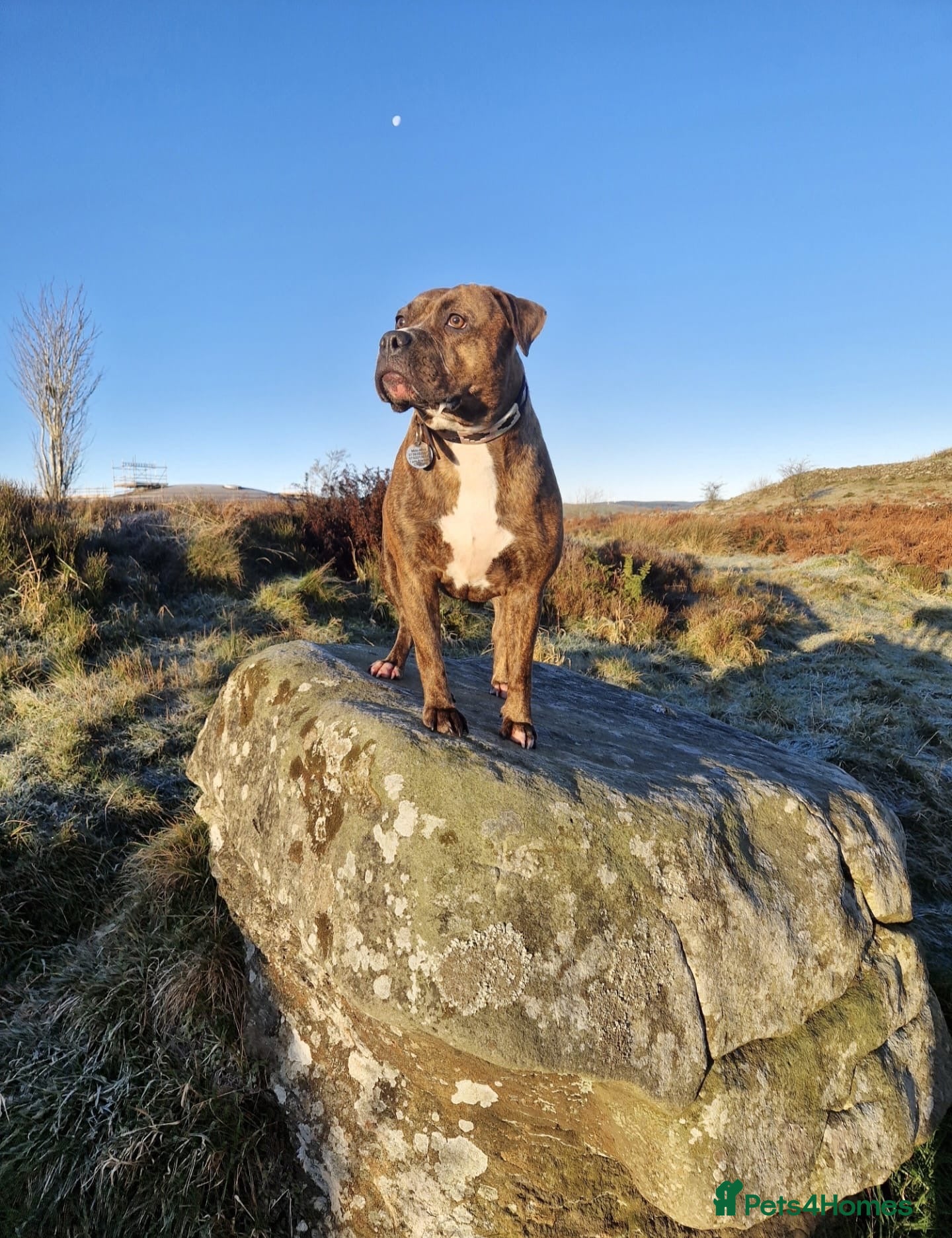 Mixed Breed dogs Miss Mila - Advert 2