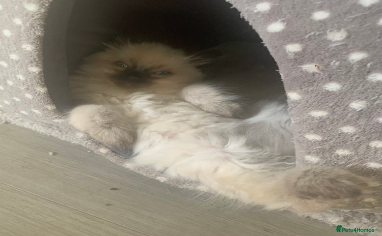 Ragdoll cats - Advert 6