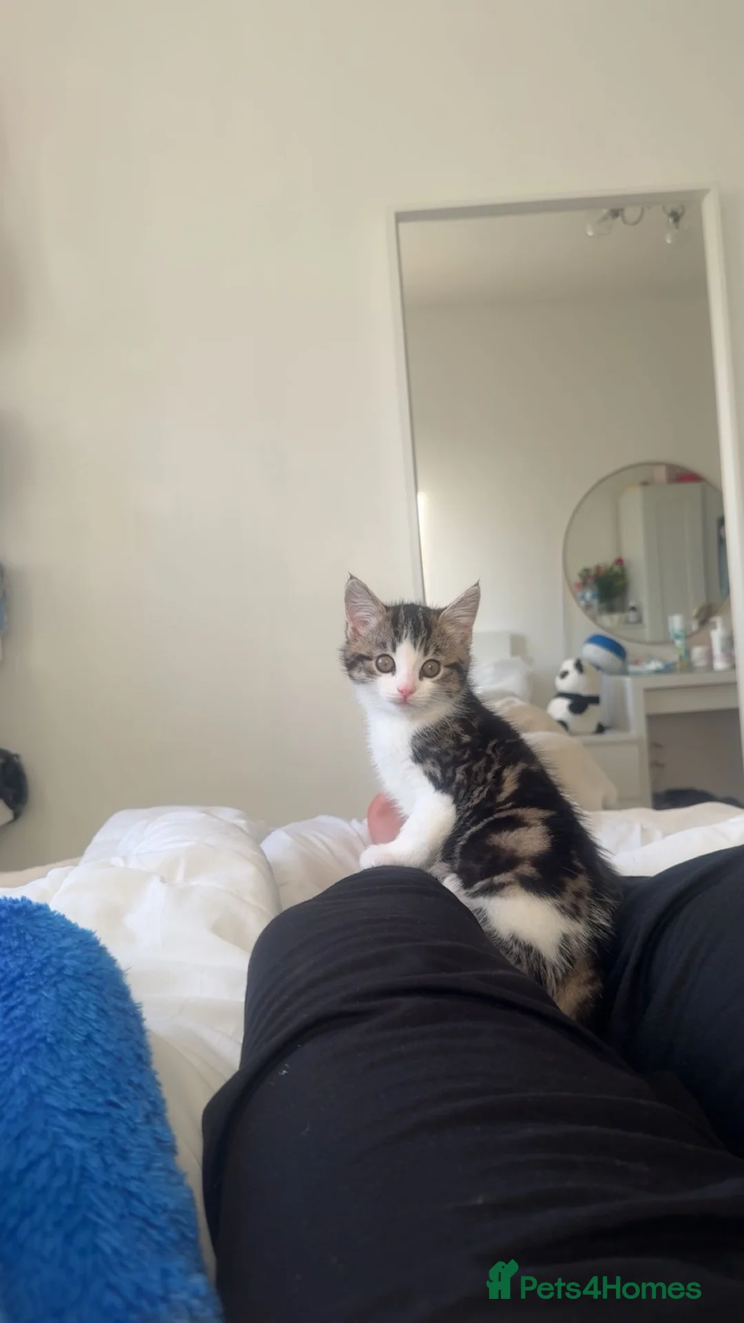Mixed Breed cats for sale: Domestic shorthair mix with British shorthair  - Advert 2