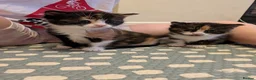 Mixed Breed cats for sale: Stunning female kitten LAST REMAINING  - Advert 5