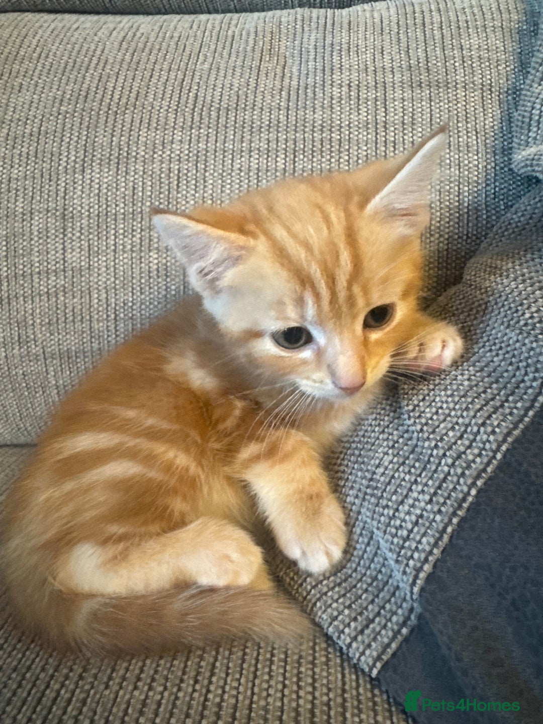 Domestic Shorthair cats for sale: Ginger kittens  - Image 9