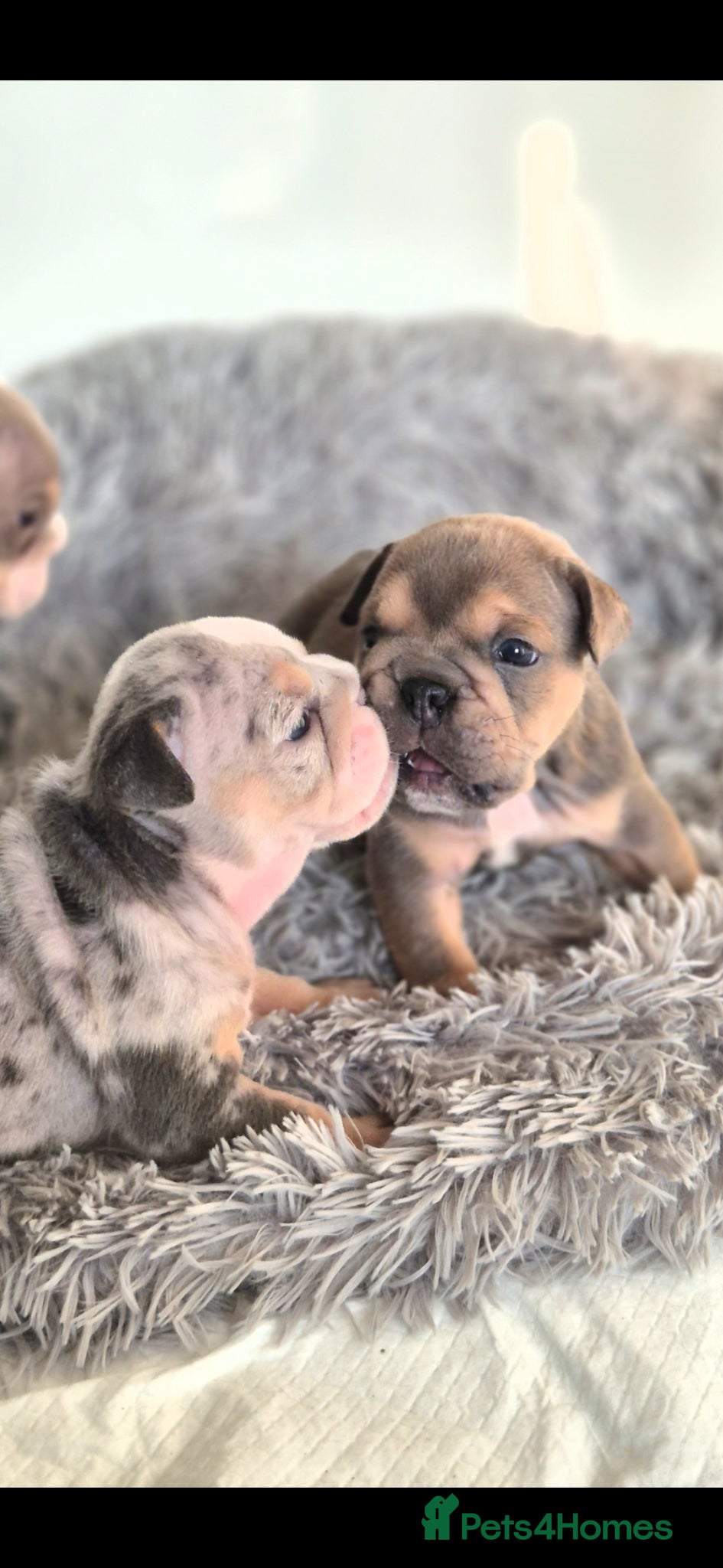 English Bulldog dogs Stunning Lilac Bulldogs - Advert 15