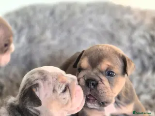 English Bulldog dogs Stunning Lilac Bulldogs - Advert 15