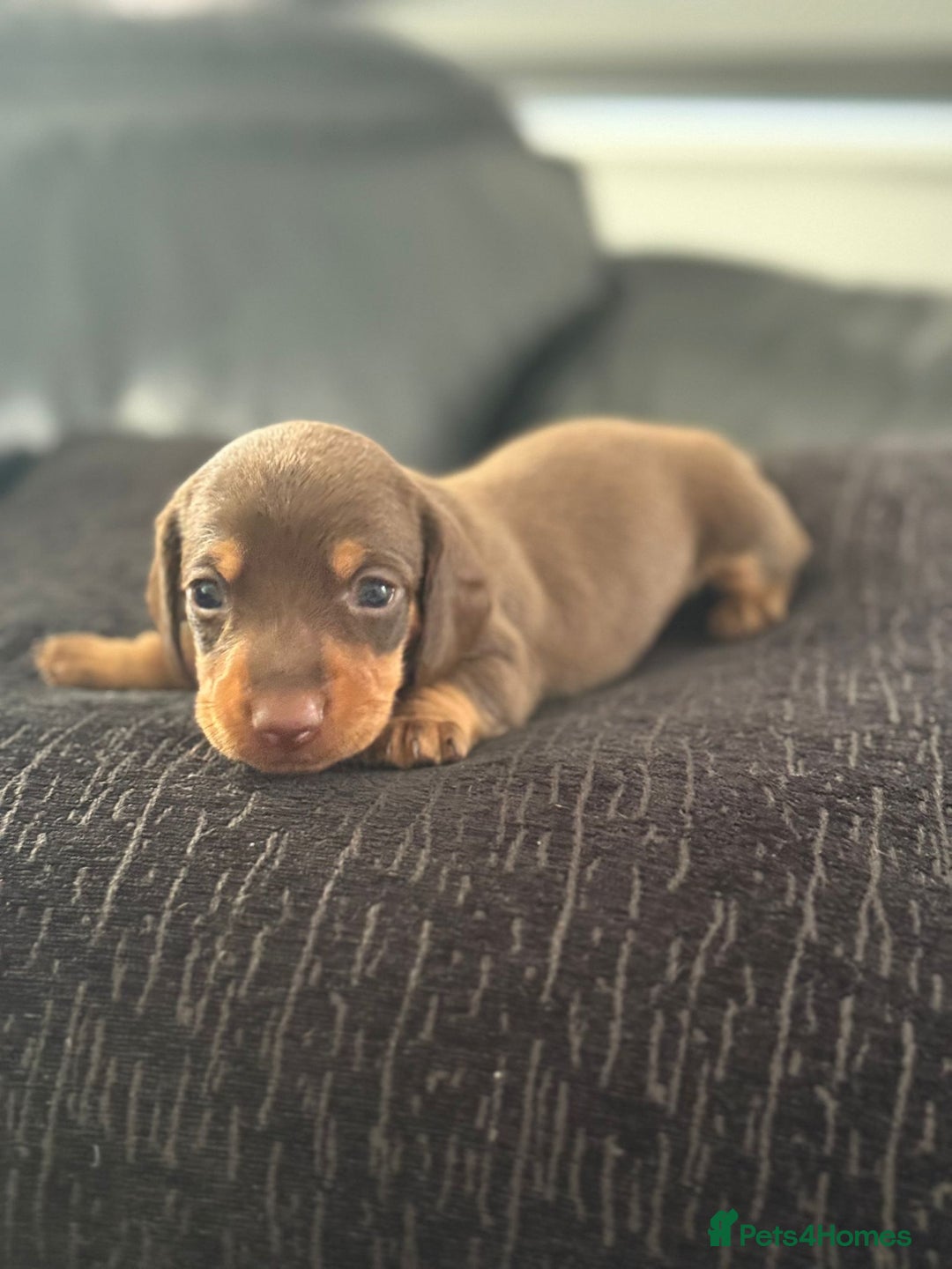 Miniature Dachshund dogs for sale: Miniature Dachshund puppies KC Reg Health tested - Image 8
