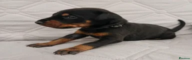Black collar male