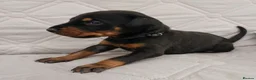 Dobermann dogs for sale: European doberman puppies for sale. in Swindon - Advert 10