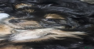 Yorkshire Terrier dogs - Advert 2