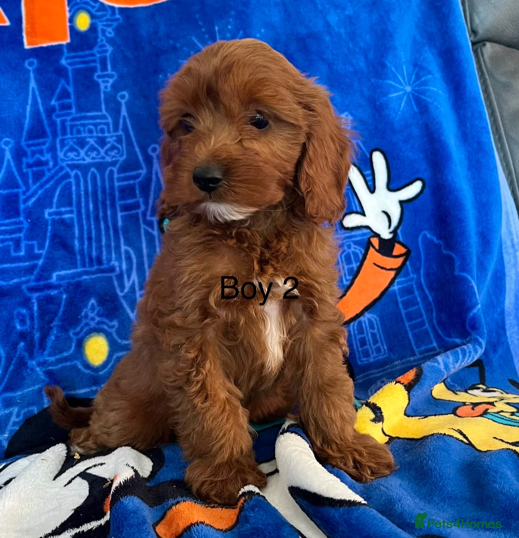 Cavapoo dogs 🐶 stunning F1B Cavapoos🐶 LAST TWO READY TO GO !! - Advert 2