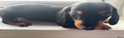 Dachshund dogs for sale: Puppies - Advert 2