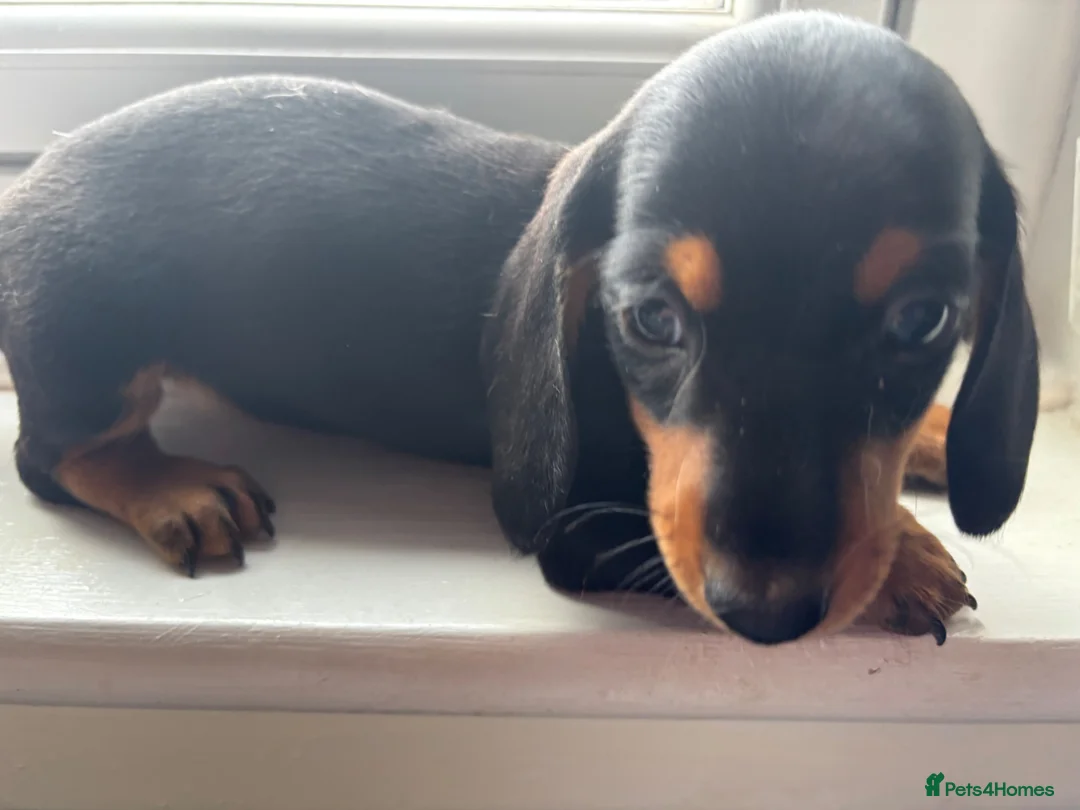 Dachshund dogs for sale: Puppies - Advert 2