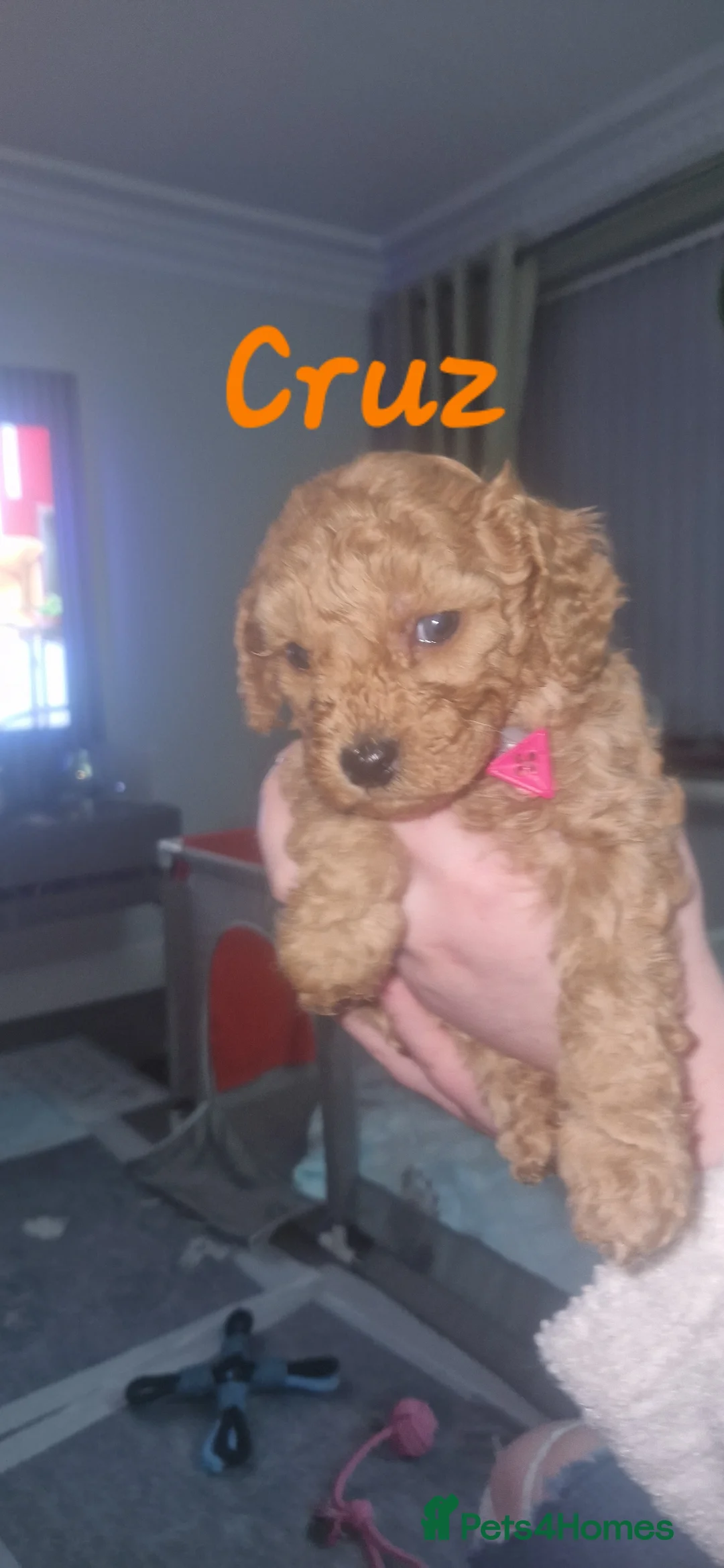 Cavapoo dogs for sale: Cavapoos Fb3. - Advert 17
