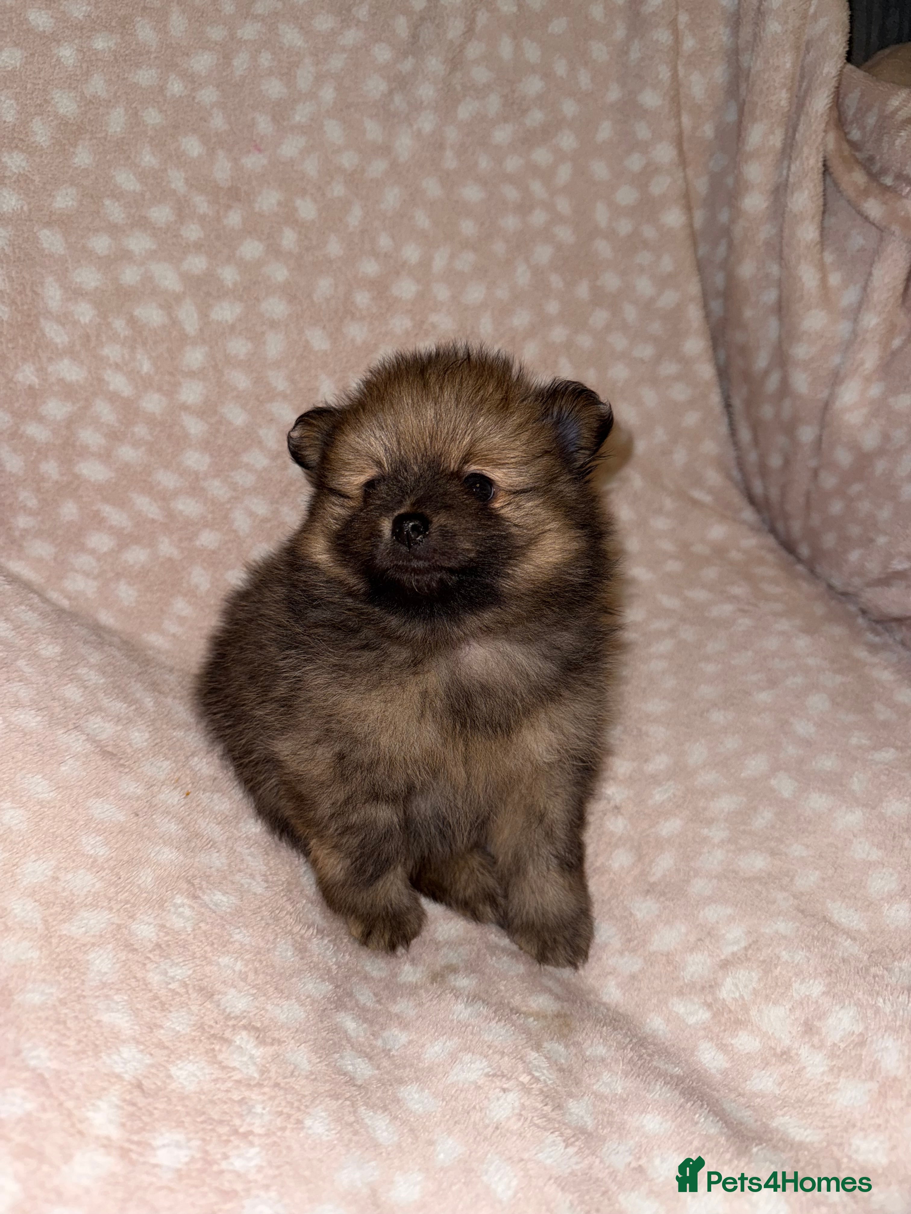 Pomeranian dogs Adorable Orange Sable Pomeranian 💙 - Advert 10