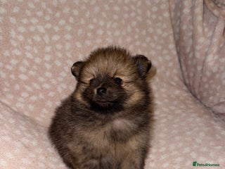 Pomeranian dogs Adorable Orange Sable Pomeranian 💙 - Advert 10
