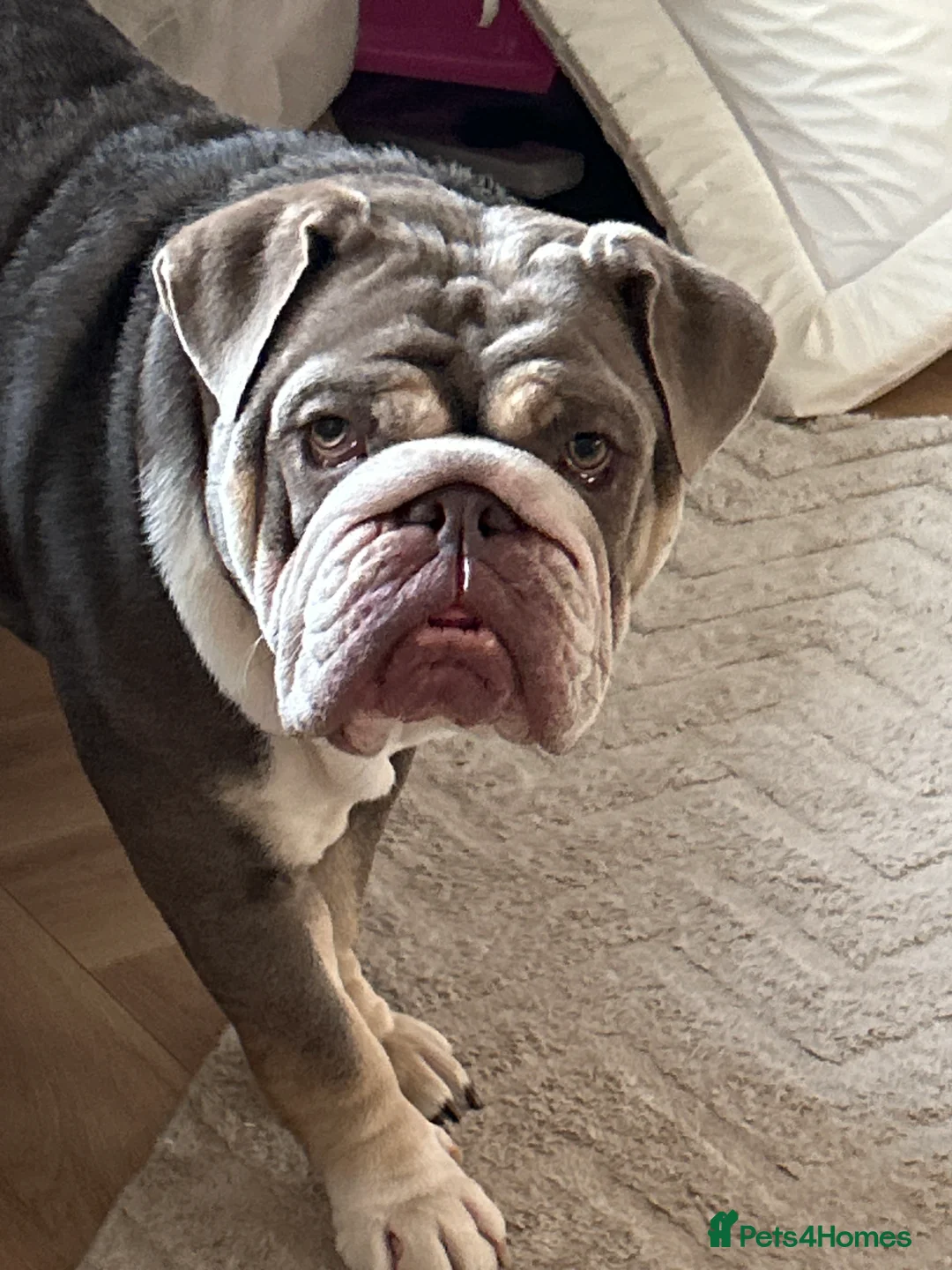 English Bulldog dogs for sale: 2 Female English Bulldogs (sisters) in Wimborne - Advert 2