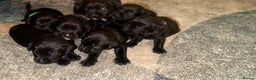 Labrador Retriever dogs for sale: Labrador X Boxerdore puppies  - Advert 11