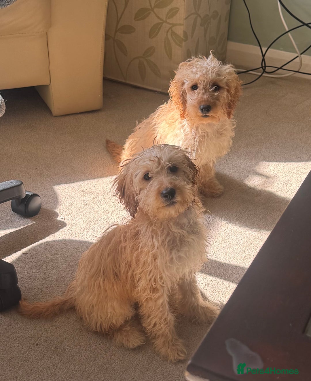 Labradoodle dogs for sale: F1b minute Labradooles  - Image 1
