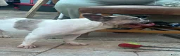 French Bulldog dogs for sale: Zeusy - Advert 3