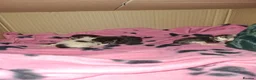 Mixed Breed cats for sale: 3 kittens   9 weeks old  - Advert 4