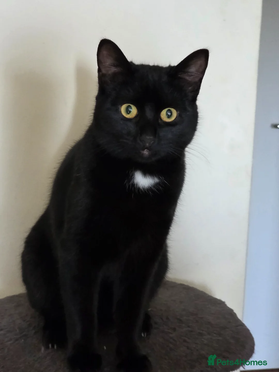 British Shorthair cats for sale: 7 month old kitten  in Worthing - Advert 1