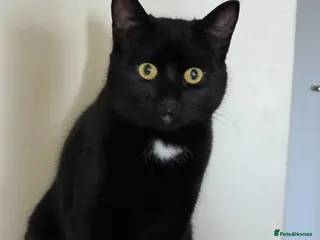 British Shorthair cats 7 month old kitten - Advert 2