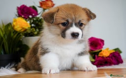 Welsh Corgi Pembroke dogs for sale: Welsh Corgi (Pembroke) - Image 25