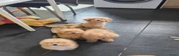Poochon dogs for sale: POOCHON PUPPIES 2 BOYS 2 GIRLS AVAILABLE - Advert 6
