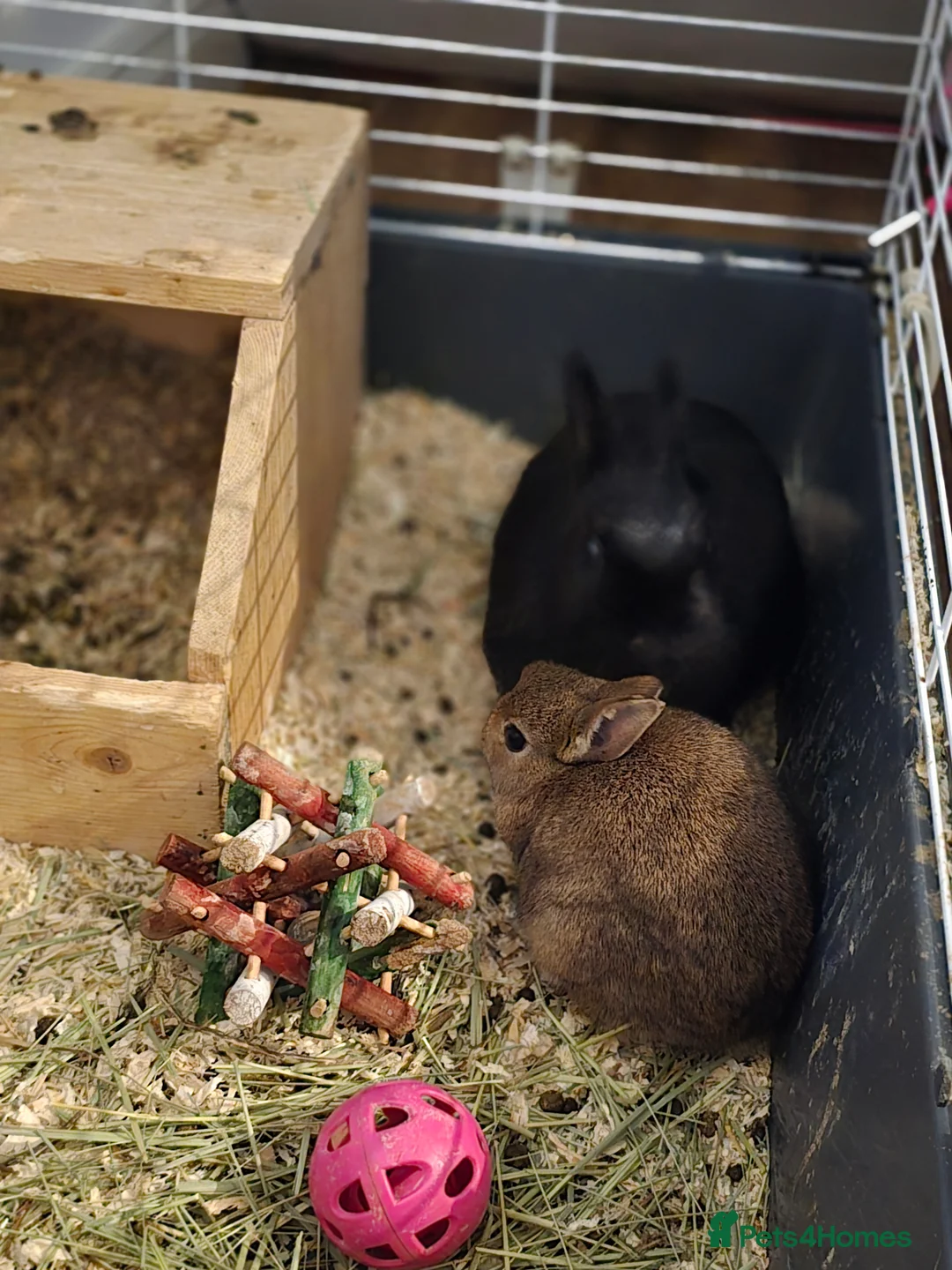 Netherland Dwarf rabbits for sale: Netherland dwarf bunnies  - Advert 3