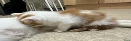 Turkish Angora cats for sale: Kittens for sale - Advert 8