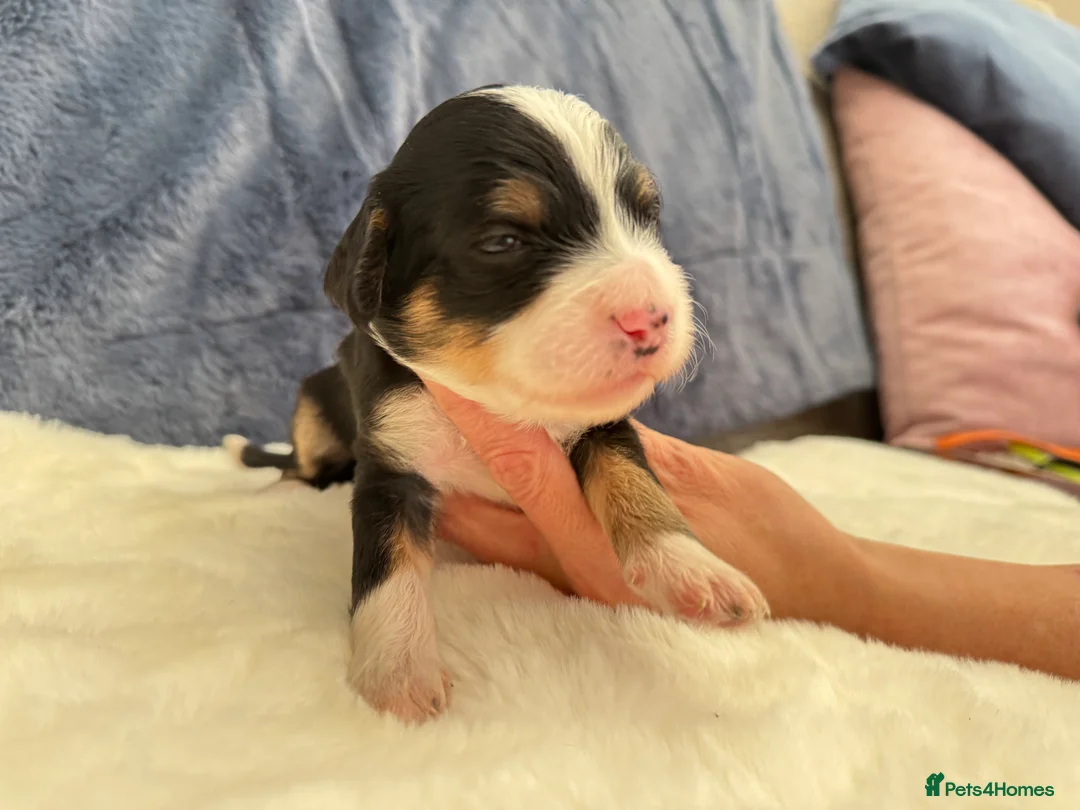 Bernedoodle dogs for sale: Gorgeous Bernedoodle puppies 🖤 - Advert 31