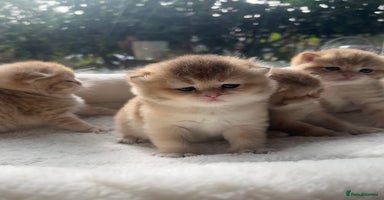British Shorthair cats - Advert 15