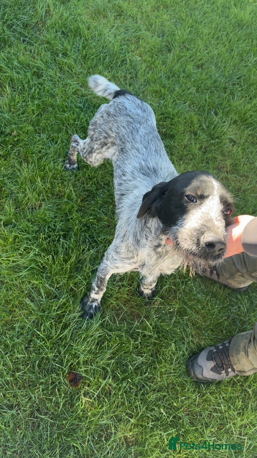 German Wirehaired Pointer dogs for sale: Ziggy  - Image 3