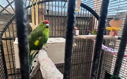 Parakeets birds for sale: 2 parakeets with cage - Image 3